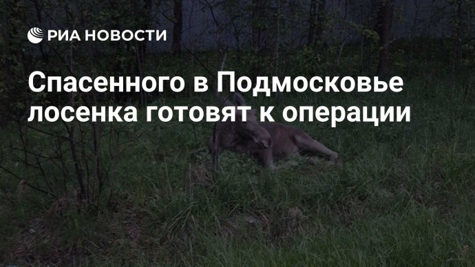 Спасенного в Подмосковье лосенка готовят к операции
