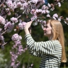 Москвичи смогут заключить брак среди сакур в музее-заповеднике «Царицыно»