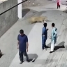 Лев сбежал из дома, набросился на женщину и двух детей и попал на видео
