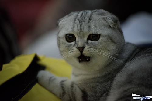 В Приамурье вакцину от бешенства получили почти 20 тысяч собак и около девяти тысяч кошек