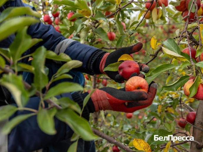 В Яковлевском округе планируют собрать рекордный урожай яблок