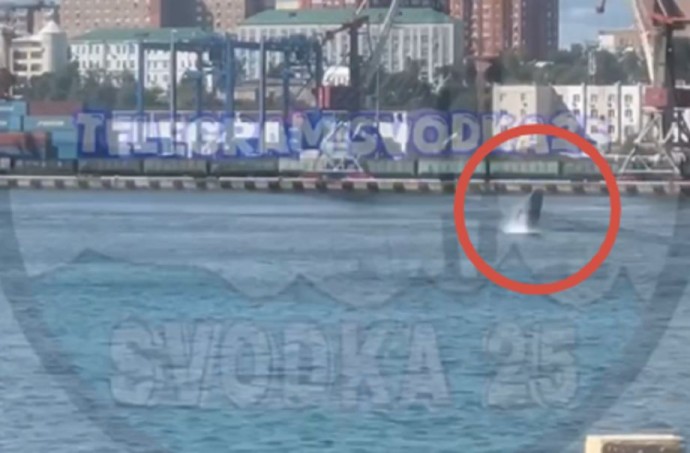 Морское представление в бухте: кит устроил шоу для жителей Владивостока Морское представление в бухте: кит устроил шоу для жителей Владивостока