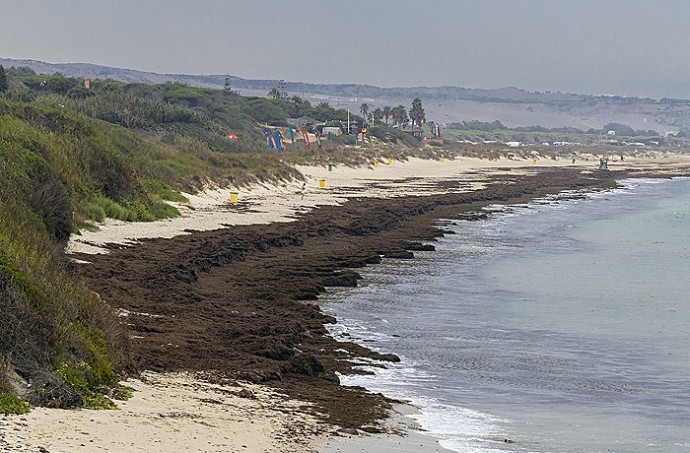 Пляжи Испании заполонили тысячи тонн азиатских водорослей