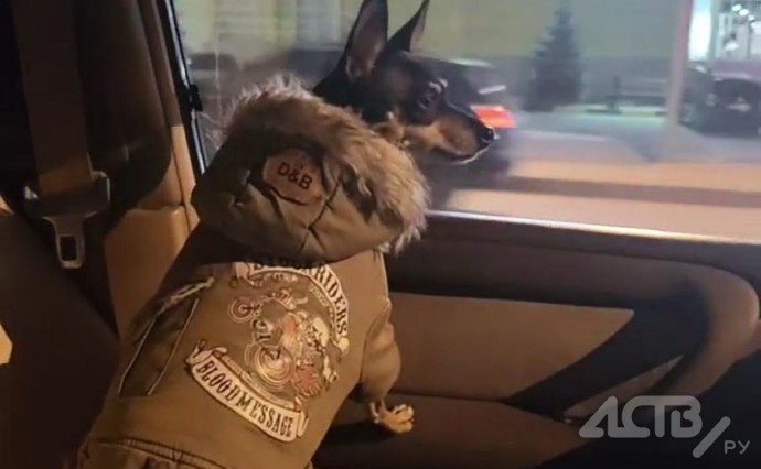 Стильная собачка-"потеряшка" едва не устроила ДТП в Южно-Сахалинске Стильная собачка-"потеряшка" едва не устроила ДТП в Южно-Сахалинске