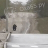 Видео с детьми, гуляющими рядом с медведями на Сахалине, набирает популярность