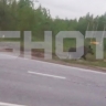 Сбитого под Москвой лосенка отвезли в центр реабилитации