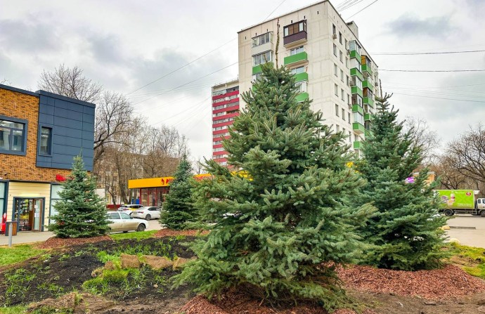 На Волгоградском проспекте и Марксистской улице высадят деревья На Волгоградском проспекте и Марксистской улице высадят деревья