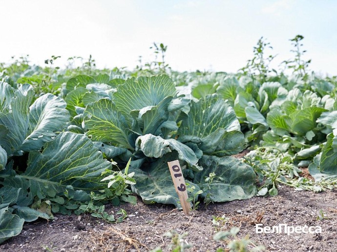 Экспорт аграрной продукции из Белгородской области в 6 раз превысил импорт