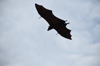 Зоолог дал советы по поимке залетевшей в квартиру летучей мыши Зоолог дал советы по поимке залетевшей в квартиру летучей мыши