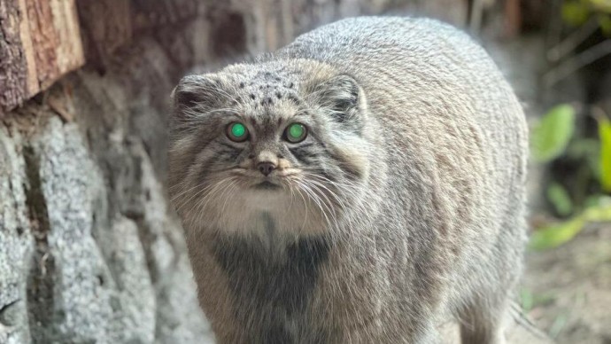 В Ленинградском зоопарке манул преуспел в зажировке