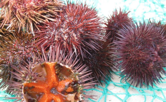 Сахалинец заплатит государству свыше 100 миллионов рублей за контрабанду морских ежей