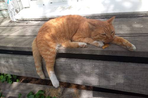 Ракам будет трудно решить даже самые простые вопросы, Овнам надо отложить серьезные дела