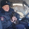 В Улан-Удэ полицейский приютил бездомных кошек