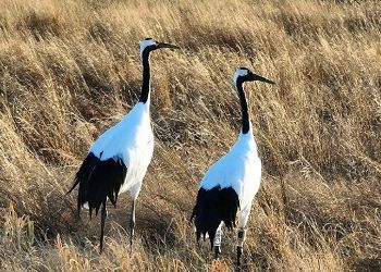 Орнитологи показали свежие кадры Снежинки и Подснежника Орнитологи показали свежие кадры Снежинки и Подснежника