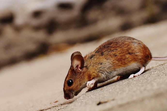 Три случая геморрагической лихорадки выявлено в Марий Эл на прошлой неделе
