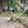 В Пензе во время урагана дерево упало на пенсионерку