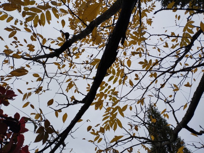 Октябрь в Ярославской области завершается дождями