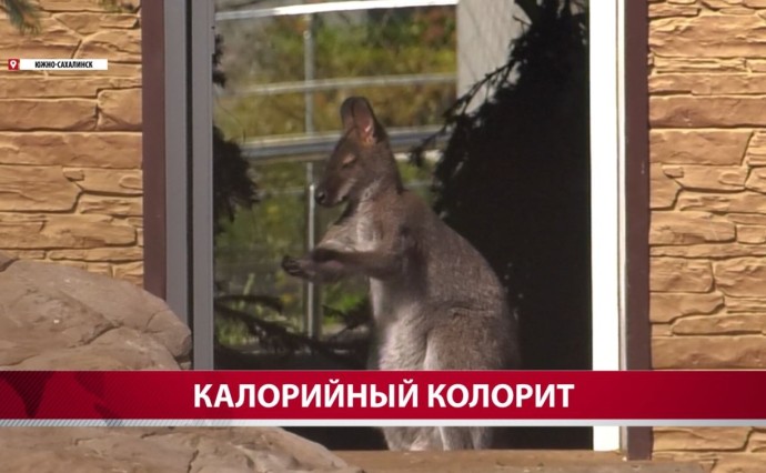 Питомцы сахалинского зооботанического парка перешли на особое меню Питомцы сахалинского зооботанического парка перешли на особое меню