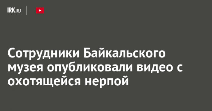 Сотрудники Байкальского музея опубликовали видео с охотящейся нерпой