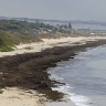 Пляжи Испании заполонили тысячи тонн азиатских водорослей