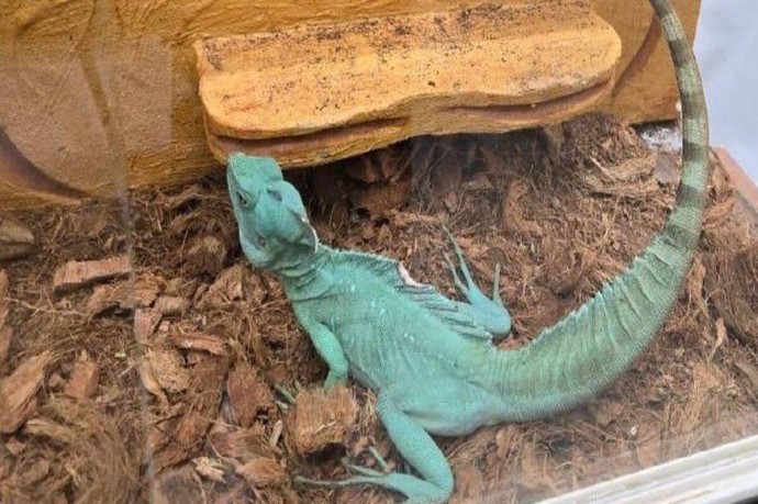 Жителя Москвы наказали за незаконную выставку животных, занесенных в Красную книгу РФ Жителя Москвы наказали за незаконную выставку животных, занесенных в Красную книгу РФ