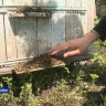 В Богородицком районе фермеры опять потравили пчёл