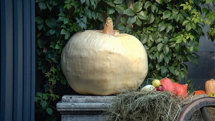 Гигантская тыква и свежий урожай: петербуржцы делятся дарами осени с обитателями зоопарка