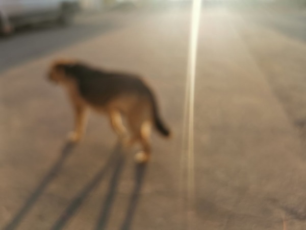 Глава Следкома заинтересовался ситуацией с агрессивной собакой в Чите Глава Следкома заинтересовался ситуацией с агрессивной собакой в Чите