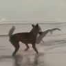 Собака динго поймала в море акуленка и попала на видео