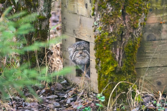 Манул Бабник из центра воспроизводства редких видов животных завершил процесс зажировки