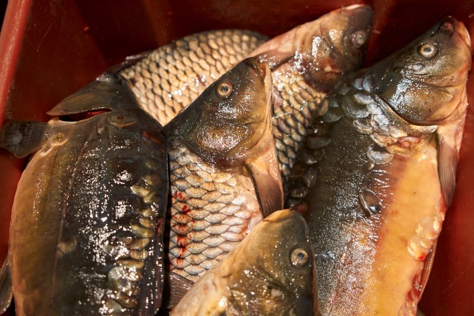 Стало известно, где в Новгородской области завтра можно купить недорогую рыбу