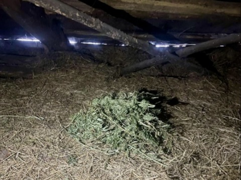 В Мордовии местный житель ответит перед судом за незаконное хранение марихуаны