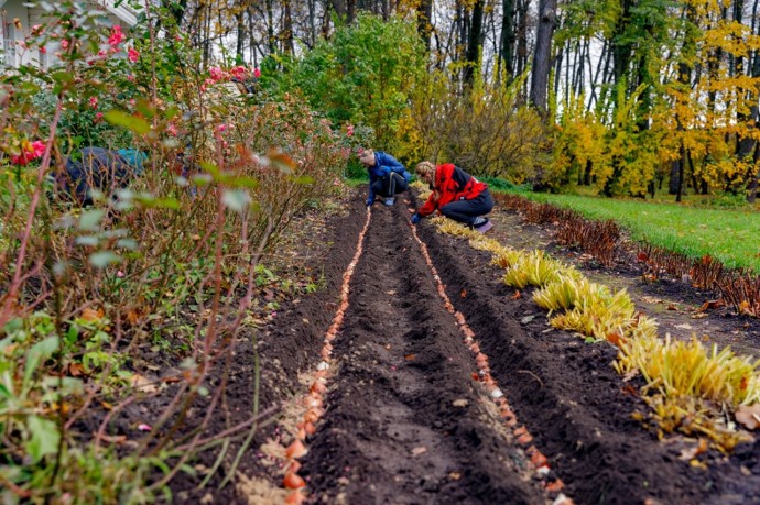 10 тысяч тюльпанов расцветут весной в Ясной Поляне