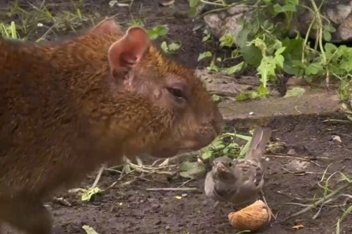 Агути Оливер и воробей нежно привязались друг к другу в Ленинградском зоопарке Агути Оливер и воробей нежно привязались друг к другу в Ленинградском зоопарке
