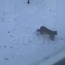 В Благовещенске снова заметили рысь
