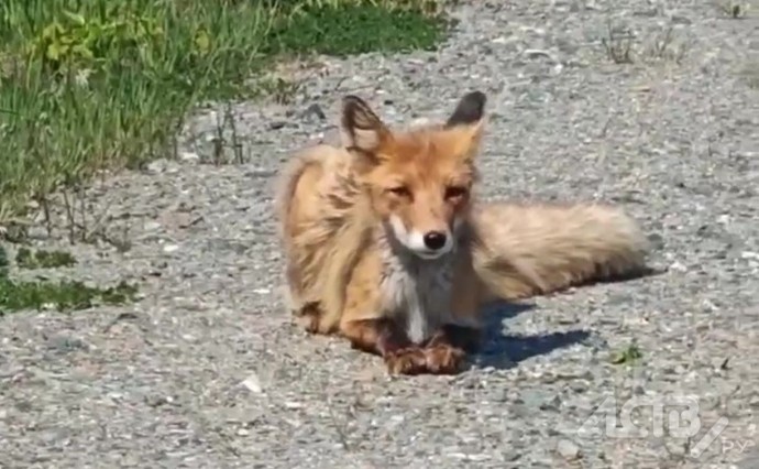 Уставшая от жары лисичка вышла к людям на Сахалине