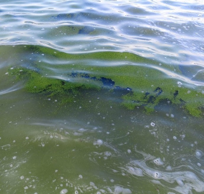 «Поймал, продал и прославился»: рыба из озера Ханка «завоевала» любовь китайцев «Поймал, продал и прославился»: рыба из озера Ханка «завоевала» любовь китайцев