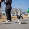 В Приамурье вновь пойдет дождь