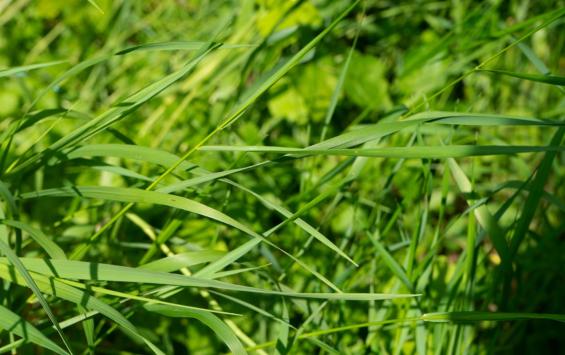 В Курской области расширили санитарную зону из-за очага аллергенной повилики В Курской области расширили санитарную зону из-за очага аллергенной повилики