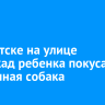 В Иркутске на улице Баррикад ребенка покусала бездомная собака