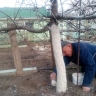 Это важно сделать с плодовыми деревьями весной