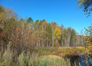 В Приамурье вновь потеплеет, но усилится ветер