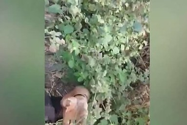 Нападение гигантского питона на рабочего сняли на видео