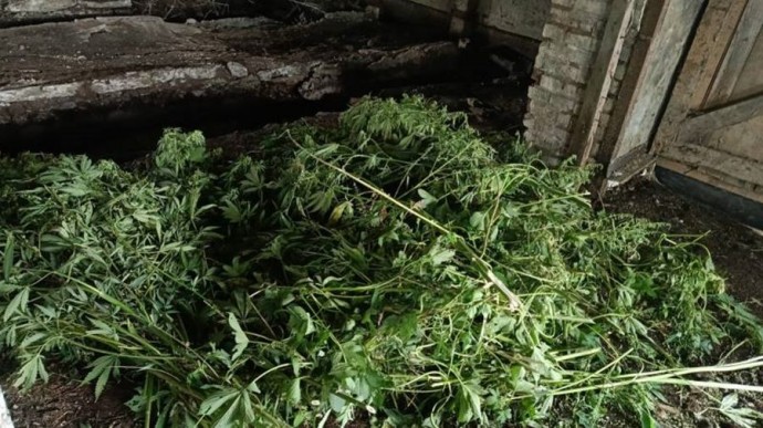 Облава на наркоагрономов: «Мак-2025» в Приморье будет посвящён конопле