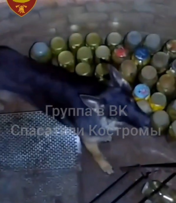 Лохматое чудо запретило костромичам вытаскивать подружку из погреба с заготовками