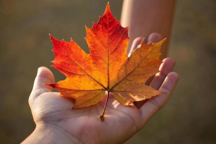 26 октября 2025 года: Приметы, советы и запреты дня Агафона-Обережника 26 октября 2025 года: Приметы, советы и запреты дня Агафона-Обережника