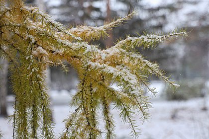 Снег выпал еще в одном российском регионе Снег выпал еще в одном российском регионе
