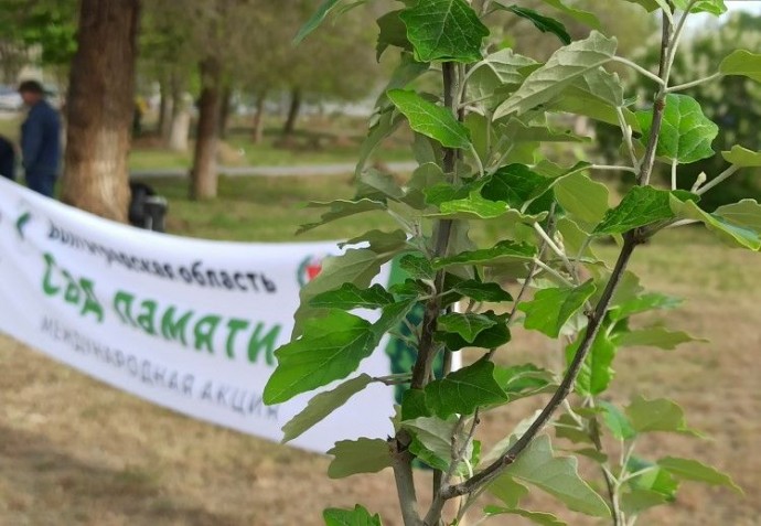 В Новгородской области решают, где расти потомку сталинградского Тополя Победы
