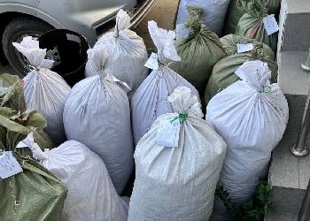 Трое амурчан натаскали больше центнера конопли