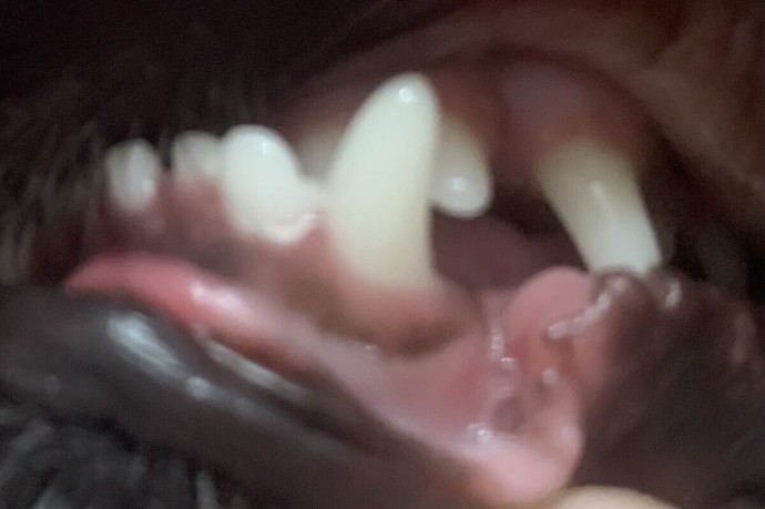 В Воронеже бездомная собака напала на девочку В Воронеже бездомная собака напала на девочку